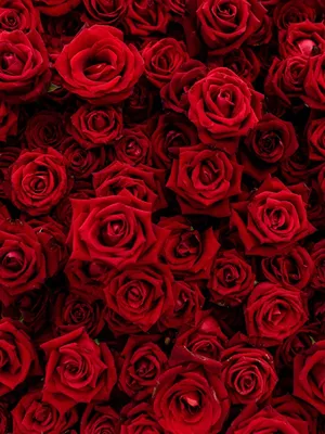 Bouquet of roses PNG image, free picture download transparent image  download, size: 2838x2800px