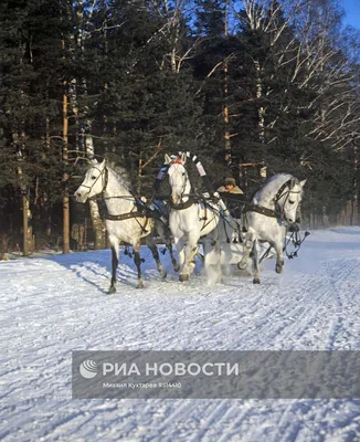 Тройка лошадей | РИА Новости Медиабанк