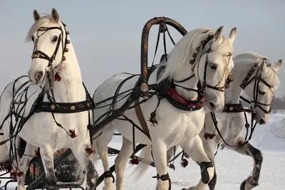 Фото тройка лошадей, фотография тройка лошадей