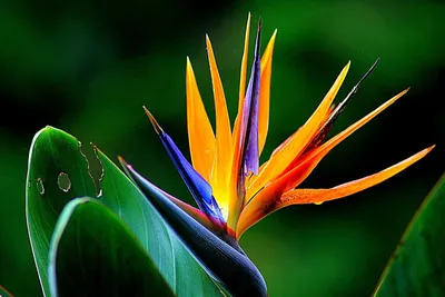 Тропические цветы картинки