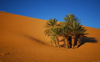 Растительность тропических пустынь - 50 фото