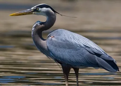 Снежная цапля - eBird