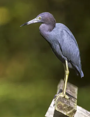 Снежная цапля - eBird