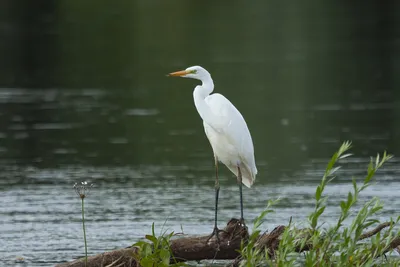 Серая цапля – Ardea cinerea (Linnaeus, 1758) « Красная книга Томской  области | ОГБУ "Облкомприрода"