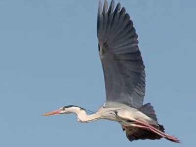 Серая цапля / Ardea cinerea / Grey heron / Сива чапла / Gr… | Flickr