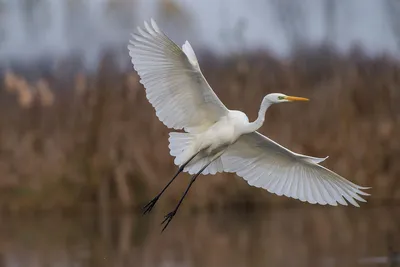 Снежная цапля - eBird