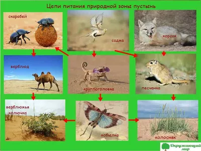 Цепь питания в пустыне | Удоба - бесплатный конструктор образовательных  ресурсов