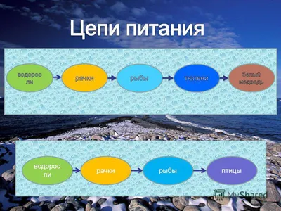 Цепи питания в пустынях. Какова схема питания в арктической пустыне? ::  