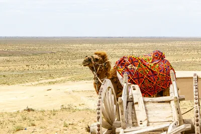 Милота: вязаные животные в пустыне.Сгенерировано — MidJourney 5 | Пикабу