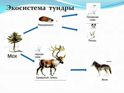 48—6. Биом пустынь: Консументы