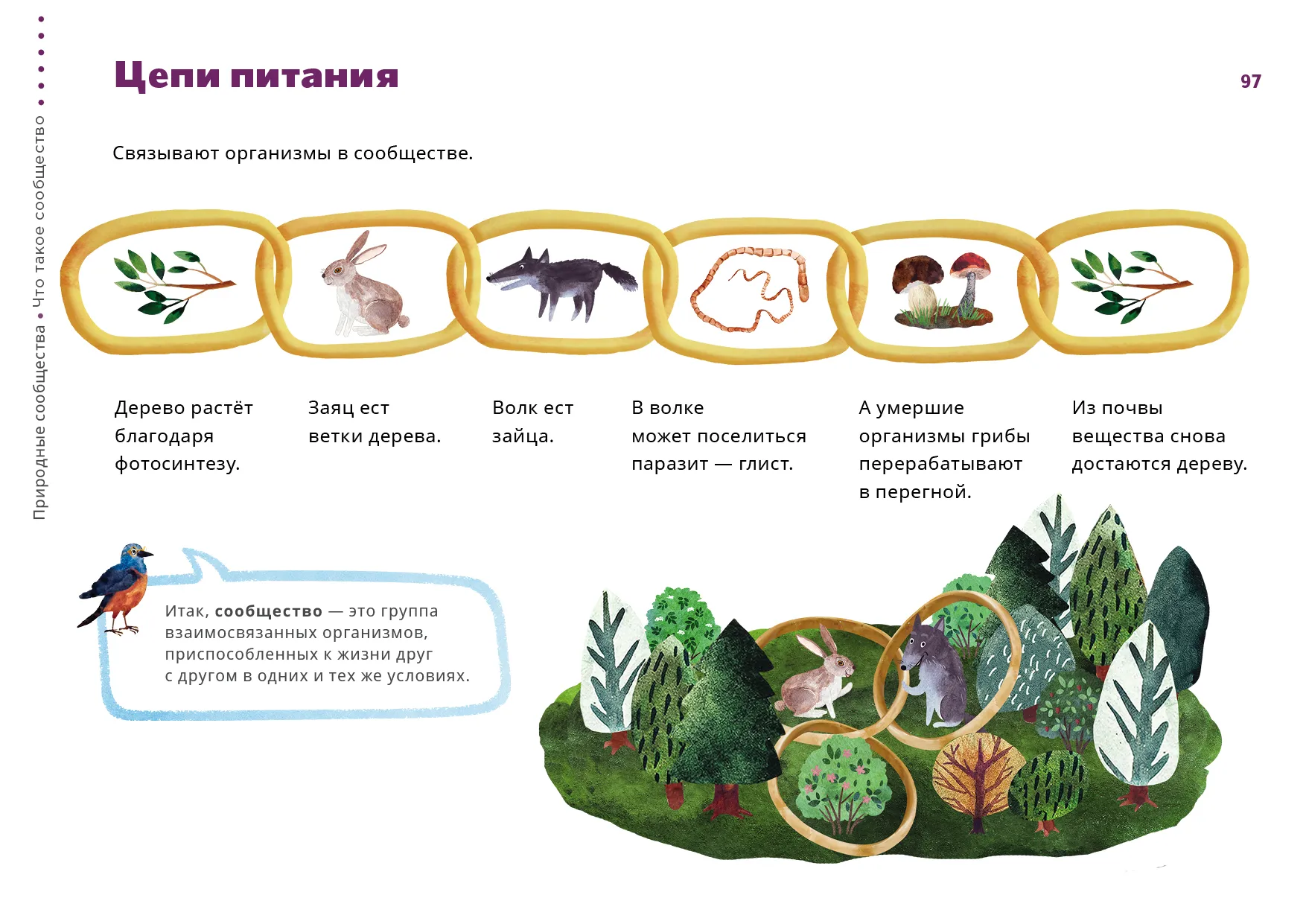 Природное сообщество огород сообщение. Цепь питания лесных обитателей. Цепочка питания для лесного сообщества. Цепь питания леса 3 класс. Цепь питания лесного сообщества.