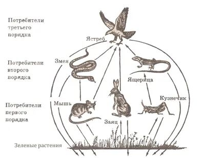 Цепи питания (окружающий мир, 3 класс): что кто ест, примеры взаимодействия  организмов в природе