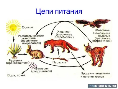 Картинки пищевые цепи в природе (66 фото) » Картинки и статусы про  окружающий мир вокруг