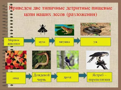 Составь схему цепи питания, характерной для лугового сообщества вашего  края. Сравни её со схемой, предложенной соседом