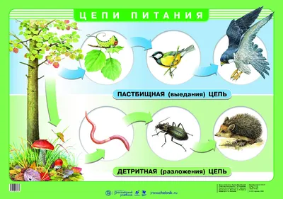 Плакат 23*42см "Окружающий мир в начальной школе. Цепи питания" - Элимканц