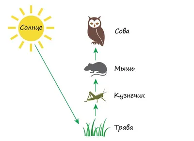 Цепь питания 3 класс окружающий мир картинки