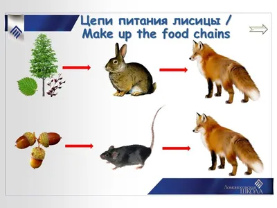 Билингвальный урок "Кто что ест. Моделирование цепей питания". 3-й класс