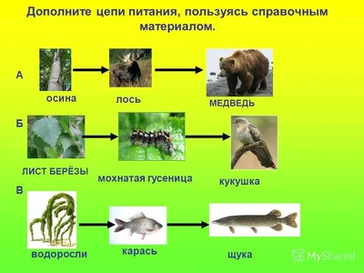 Распечатать цепи питания - картинки, схемы для детей