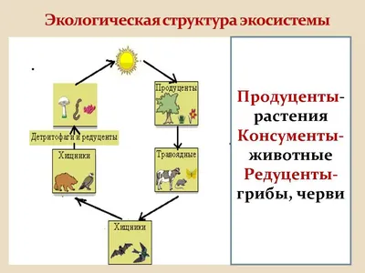 Цепь питания картинки для детей