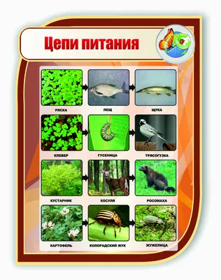 Стенд для школы ЦЕПИ ПИТАНИЯ, 0,75*1м