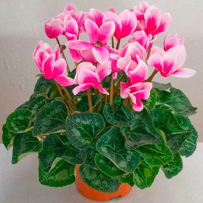 Цикламен - Cyclamen. Уход за Цикламеном. Фото