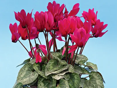 Цикламен персидский – мини Гильда Cyclamen persicum – mini Hilde - купить  семена цветов с доставкой по Украине в магазине Добродар