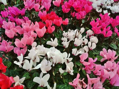 Цикламен персидский – мини Розмари Cyclamen persicum – mini Rosemarie -  купить семена цветов с доставкой по Украине в магазине Добродар