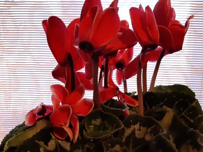 Цикламен персидский – мини Хельга Cyclamen persicum – mini Helga - купить  семена цветов с доставкой по Украине в магазине Добродар