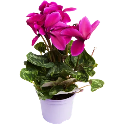 Цикламен (лат. Cyclamen), d 14 | Flowers Valley