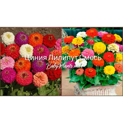 Циния, ниска, микс - Zinnia elegans - Българските семена