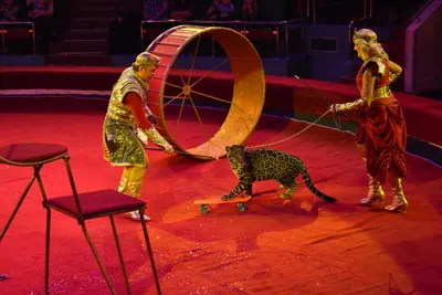 Цирк без животных: что значит запрет использования животных в шапито - 24  Канал