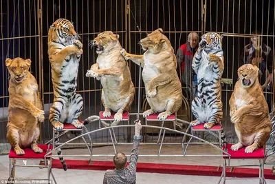 Правда о цирке: как там на самом деле обращаются с животными - РИА Новости,  