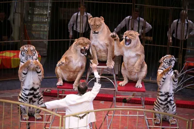 Цирк без животных? Кому он нужен? | Животные и люди | Дзен
