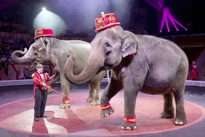 Регионы могут решить судьбу цирков с животными ⋆ НИА "Экология" ⋆