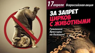 Застрявший в Актау российский цирк просит помощь бизнеса: животных нечем  кормить — Business FM Kazakhstan