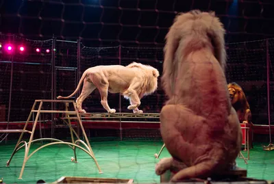 Дочь Пескова против Запашных: отпустите тигров и других животных из цирка