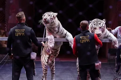 О запрете диких животных в армянском цирке: интервью единственной  женщины-дрессировщика - , Sputnik Армения