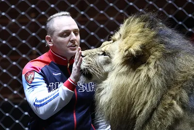 Задержан 51-летний директор цирка, в котором львица набросилась на ребенка  - Российская газета