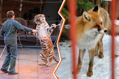 Директор Нижнетагильского цирка и экс-директор Екатеринбургского зоопарка  объясняют, где животным лучше: на воле или в зоопарке с цирком. 16 декабря  2019 года -  - 