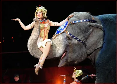 Цирковых животных 