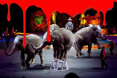 Половина челябинцев за цирк без животных