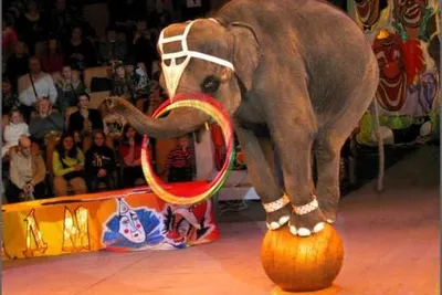 Запретить животных в цирке