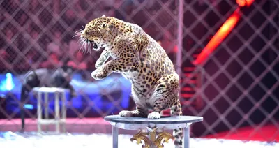 Дикая кошка не станет есть капусту": почему цирковые животные все чаще  нападают на людей – Москва 24, 