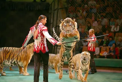 Цирк без животных | АРГУМЕНТ