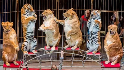Половина россиян назвали выступления с животными обязательными для цирка