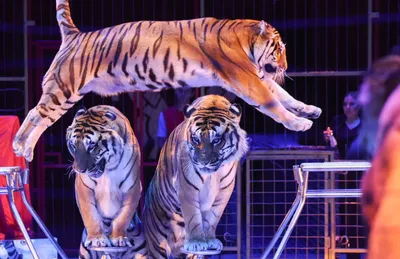 Животные в цирке – В Украине хотят запретить представления со зверями