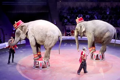 Цирк – Голоса за животных