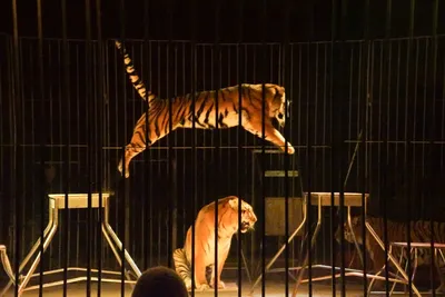 🚚 Перевозка цирковых, зоопарковых и диких животных