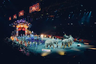 Новые люди" внесли в Госдуму проект о запрете использовать животных в  цирках | Пикабу