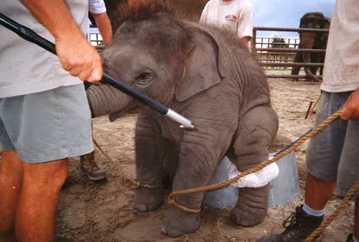 Запретить животных в цирке